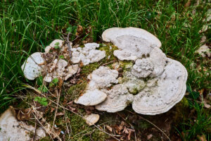 Pilze am Waldboden