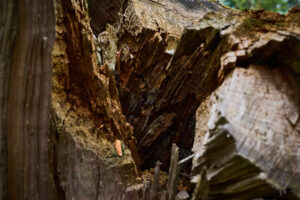 Baumstamm aus Holz im Wald